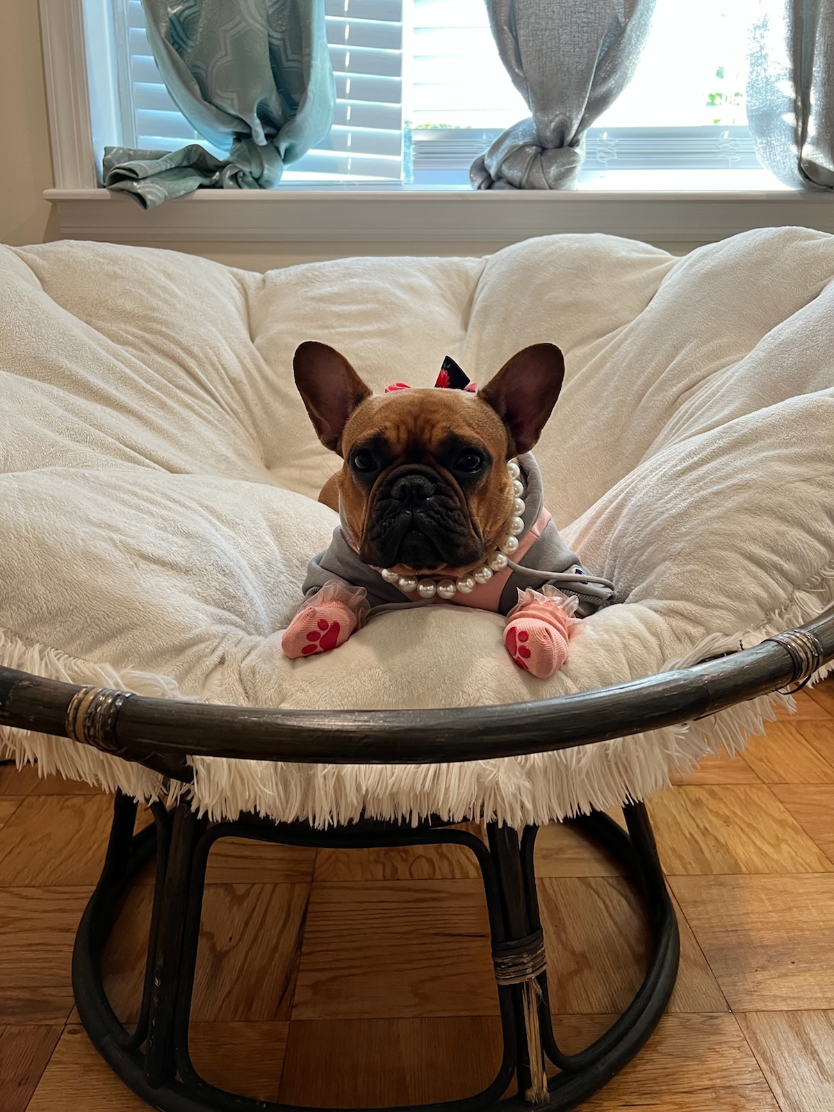 Dog On Bed