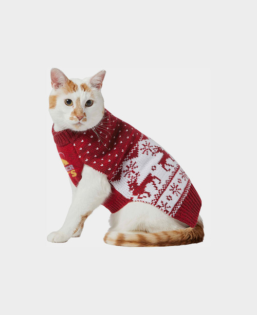 Cat in red sweater